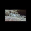 Istigobius goldmanni (Bleeker, 1852)