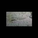 Istigobius goldmanni (Bleeker, 1852)