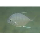 Carangoides armatus (Ruppell, 1830)