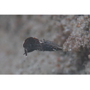 Halichoeres marginatus Ruppell, 1835