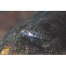 Redigobius bikolanus (Herre, 1927)