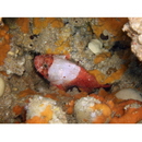 Scorpaenodes parvipinnis (Garrett, 1864)