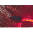 Siphamia majimai Matsubara et Iwai, 1958