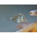 Monacanthidae, indet. gen. & sp