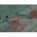 Vanderhorstia sp. 4 of Suzuki in Senou, ed. (2004)