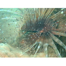Pterois andover Allen et Erdmann, 2008