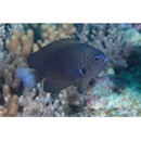 Pomacentrus brachialis Cuvier, 1830