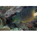 Plectroglyphidodon lacrymatus (Quoy et Gaimard, 1825)