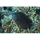 Pomacentrus brachialis Cuvier, 1830