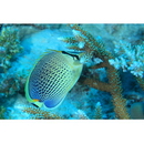 Chaetodon guttatissimus Bennett, 1832