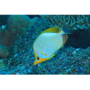 Chaetodon xanthocephalus Bennett, 1832