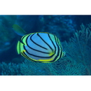 Chaetodon meyeri Bloch et Schneider, 1801