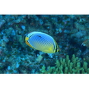 Chaetodon trifasciatus Park, 1797