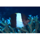 Hemitaurichthys zoster (Bennett, 1831)