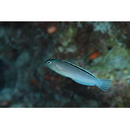 Meiacanthus smithi Klausewitz, 1961