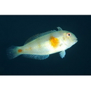 Iniistius celebicus (Bleeker, 1856)