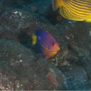 Centropyge interrupta (Tanaka, 1918)