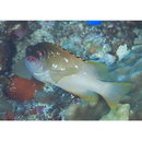 Epinephelus fasciatus (Forsskal, 1775)