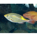 Gnathodentex aureolineatus (Lacepede, 1802)