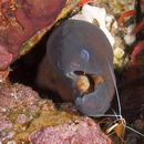 Gymnothorax sp