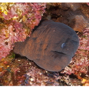 Gymnothorax sp