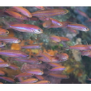 Luzonichthys taeniatus Randall et McCosker, 1992