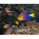 Centropyge interrupta (Tanaka, 1918)