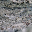 Cabillus lacertops Smith, 1959