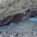 Fowleria vaiulae (Jordan et Seale, 1906)