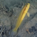 Myersina nigrivirgata Akihito et Meguro, 1983