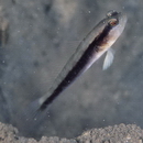 Myersina nigrivirgata Akihito et Meguro, 1983