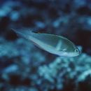 Cirrhilabrus melanomarginatus Randall et Shen, 1978