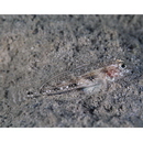 トンガリハゼ属の1種4