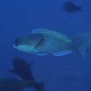 Chlorurus bowersi (Snyder, 1909)