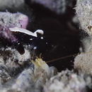 Lotilia klausewitzi Shibukawa, Suzuki et Senou, 2012