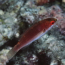 Cirrhilabrus katherinae Randall, 1992