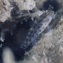 Asterropteryx semipunctata Ruppell, 1830