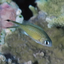 Chromis weberi Fowler et Bean, 1928