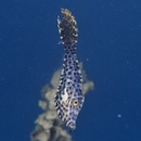 Aluterus scriptus (Osbeck, 1765)