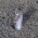 Parkraemeria saltator Suzuki et Senou, 2013