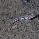 Vanderhorstia sp. 2 of Suzuki et Shibukawa (2004)