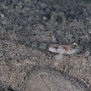 Gobiidae, indeterminate genus et species