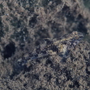 Redigobius bikolanus (Herre, 1927)