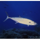 Grammatorcynus bilineatus (Ruppell, 1836)