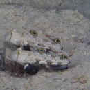 Signigobius biocellatus Hoese et Allen, 1977