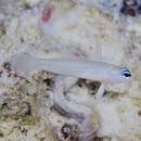 Tryssogobius sarah Allen et Erdmann, 2012