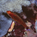 Trimma nasa Winterbottom, 2005