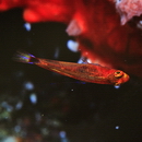 Trimma nasa Winterbottom, 2005