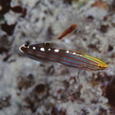 Amblygobius rainfordi (Whitley, 1940)