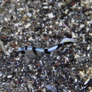 Diagramma pictum (Thunberg, 1792)